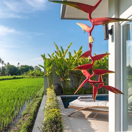 Villa Shiva โลวินา ภายนอก รูปภาพ